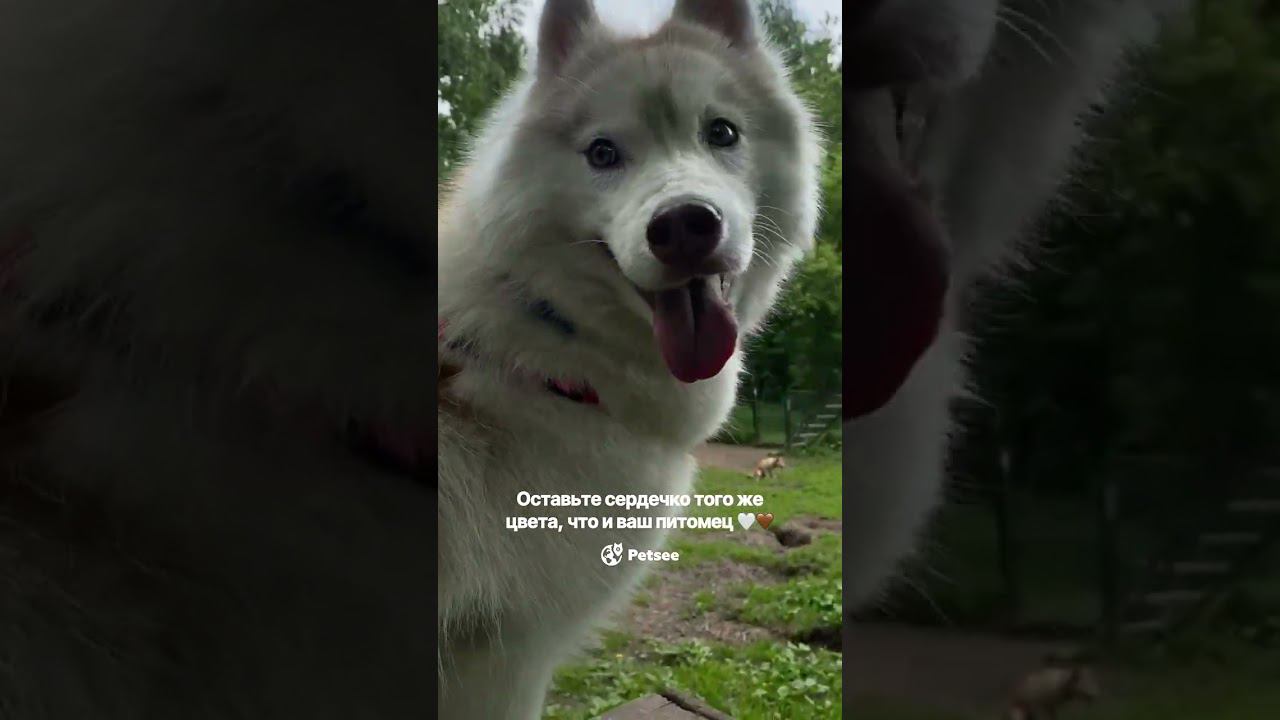#питомцы #собака #gpsтрекер  #выгул #хаски #doglife #dogmom #puppy