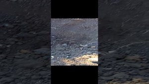 Картофель сорт Метеор, копка 03.09.2023г