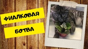 Какие листья бывают у фиалок
