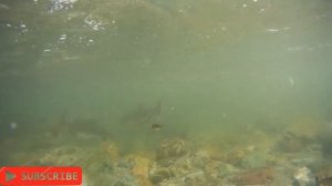 Нерест кеты и горбуши на Сахалине. Бахура. Подводная съёмка.