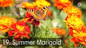 40 Summer Flowering Plants For May June💐Best Summer Flowering Plants #greengardenkolkata