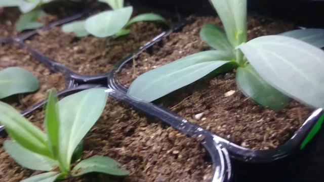 Очередная подкормка эустомы. смотреть онлайн