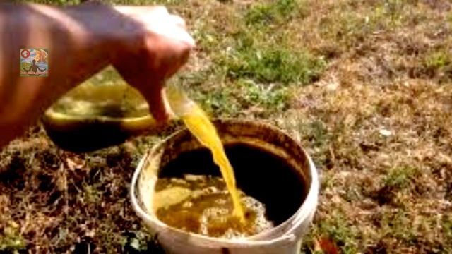 ЧЕРНУЮ СМОРОДИНУ,КРЫЖОВНИК БУДИТЕ СОБИРАТЬ ВЕДРАМИ, ПОСЛЕ ЭТОЙ ПОДКОРМКИ,КРУПНУЮ СЛАДКУЮ ЯГОДУ смотреть онлайн