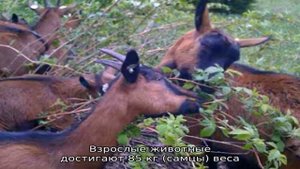 Чешская бурая коза – особенности породы