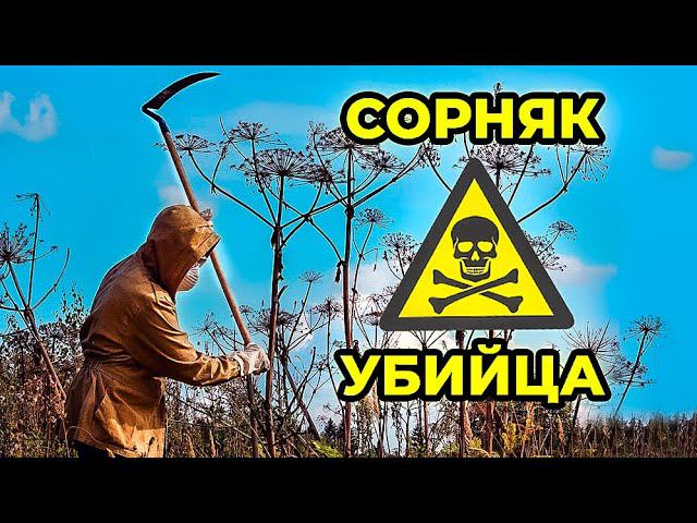 Борщевик. Чем опасен ядовитый сорняк. Как он попал в Россию. Как его уничтожить | Факты