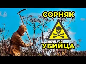 Борщевик. Чем опасен ядовитый сорняк. Как он попал в Россию. Как его уничтожить | Факты