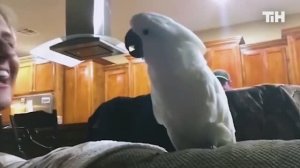 22 Проблемы У владельцев домашних животных Есть Забавная подборка домашних животных