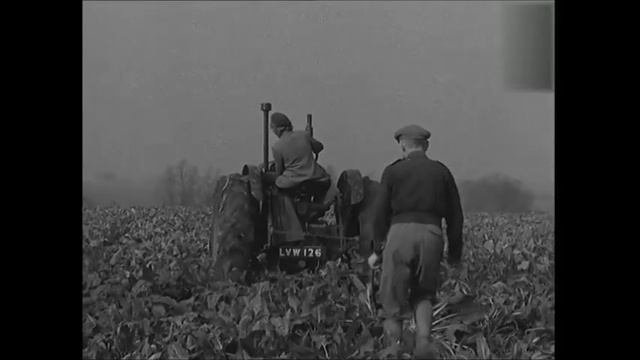 Великобритания. Сбор урожая в восточной Англии (1946). Britain. England