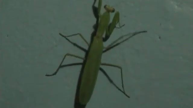 Отважный богомол смотреть онлайн