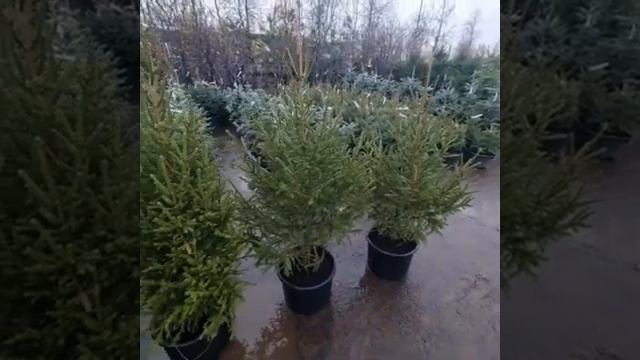 10 ноября 2023 г. Ель обыкновенная в горшке смотреть онлайн
