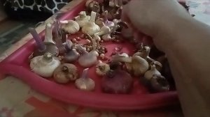 Хранение гладиолусов зимой и причины высыхания луковичек до сроков посадки
