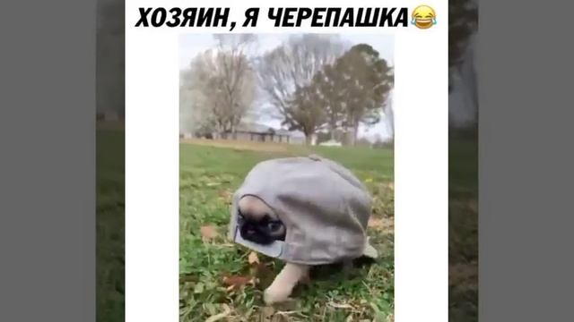 Приколы и Приключения
