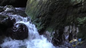 Абхазия плюсы и минусы - Аацынское ущелье