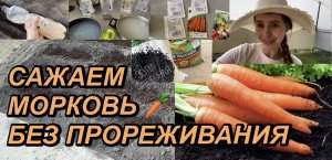 САЖАЕМ МОРКОВЬ ? БЕЗ ПРОРЕЖИВАНИЯ НА КИСЕЛЕ??БАБУШКИН ПРОВЕРЕННЫЙ РЕЦЕПТ!