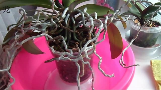 Как оставить орхидеи без присмотра на долгое время. смотреть онлайн