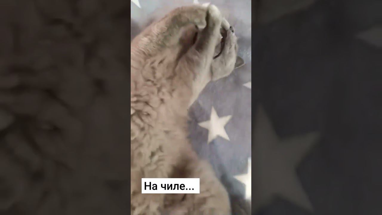 #funny #respect #смех #cat #кошки #cats