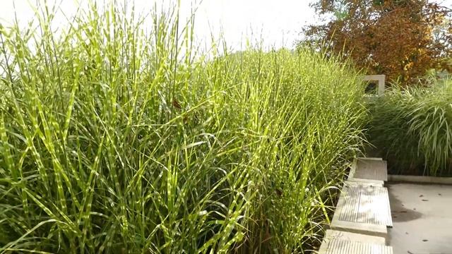 Miscanthus Sinensis ‘Strictus’