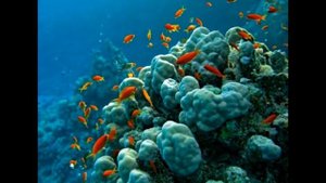 Морские обитатели