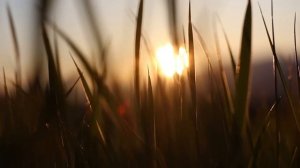 Часть 1 Розмари и Фред Уэст I Сад костей