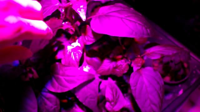 Перец на подоконнике смотреть онлайн