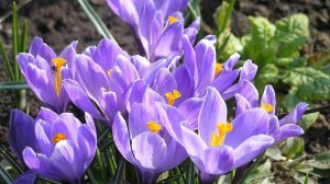 Чем подкармливать крокусы после выгонки