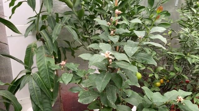 Лимон Фемминелло Каррубаро в теплице . смотреть онлайн