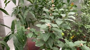 Лимон Фемминелло Каррубаро в теплице .