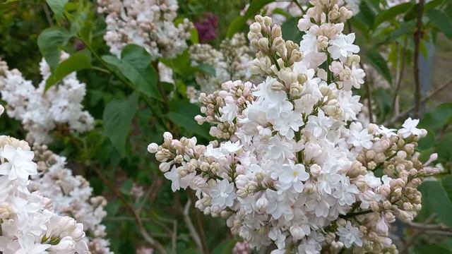 The most beautifull lilacs- Krasavitsa Moskvy and Massena; syringa vulgaris; Beauty of Moscow смотреть онлайн