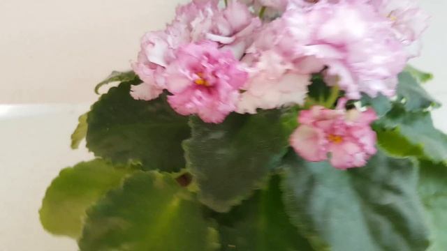 Фиалка АВ-Наташа Ростова. Описание и реальность смотреть онлайн