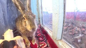 Заяц ест банан