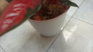 Aglaonema Suksom