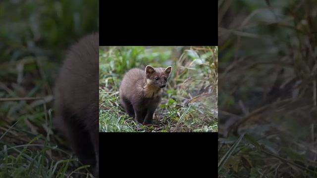 Куница   юркий лесной зверек