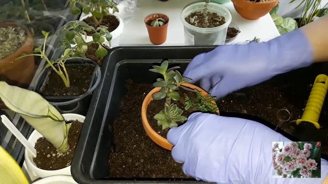 КОМНАТНЫЕ ЦВЕТЫ.СОЗДАЮ СУККУЛЕНТНЫЙ САДИК. смотреть онлайн