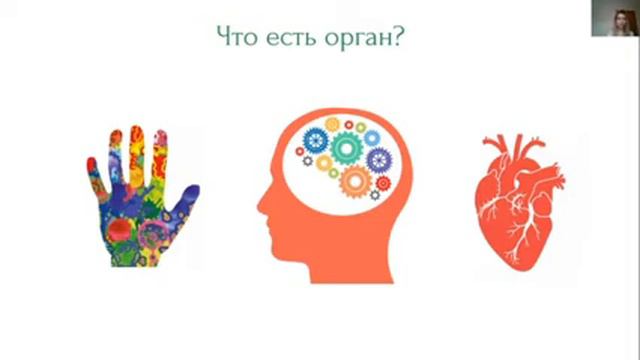 Лекция №1: гормоны, система органов, эндокринная система