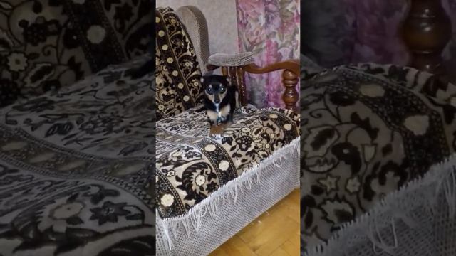 Собака виновата смотреть онлайн