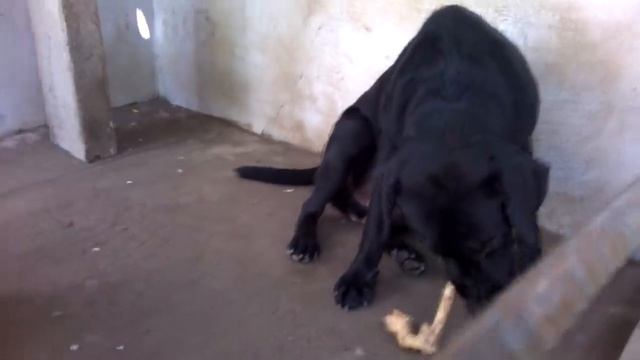 Angry labrador retriever