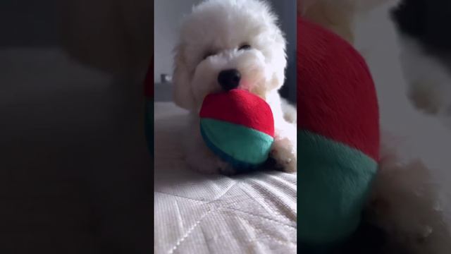 Любимый мяч