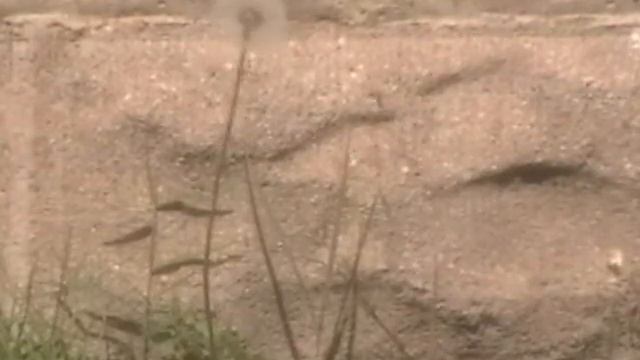 Sensorium Saxophone Orchestra does Terry Riley's IN C смотреть онлайн