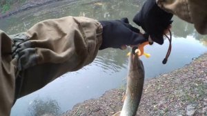 Ловля Щуки на малой реке осенью (ловля щуки на спиннинг)