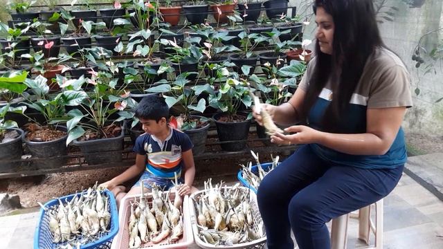 ❤️🌺 හැමෝම ආදරය කරන රෝස මල් වගේ Adenium 🌺❤️ смотреть онлайн