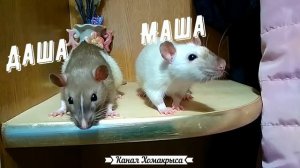 Имена для крыс  Имена для крыс девочек  Имена для крыс мальчиков  Клички для крыс Как назвать крысу