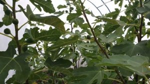 Инжир в Самарской области. Сентябрь 2020