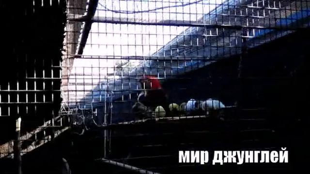 Мир джунглей адлер смотреть онлайн