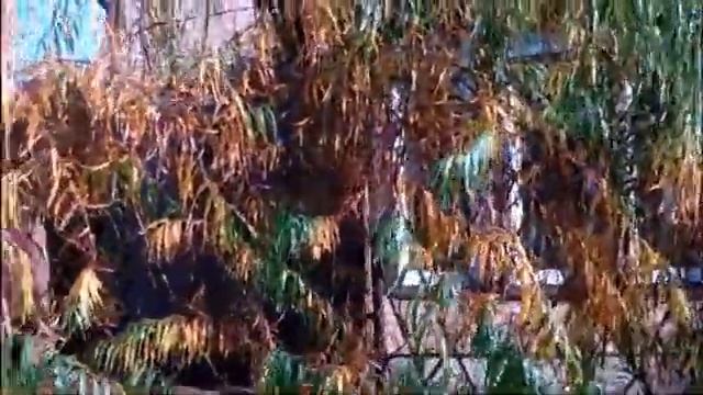 Живая изгородь из ивы осенью