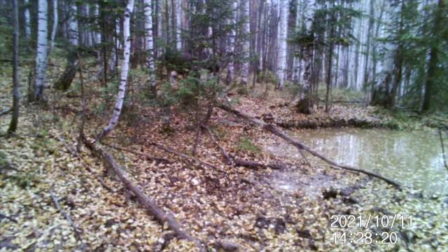 Лоси на Солонце во время Гона. Медведь чуть не съел фотоловушку. Солонец посещают и Лоси, и Медведи смотреть онлайн