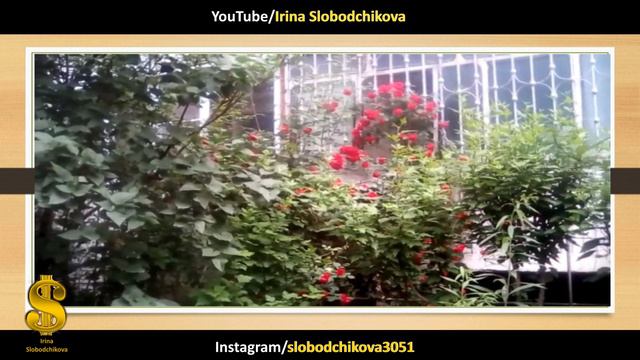 Розы расцветают в Юбилейном 09 06 2021