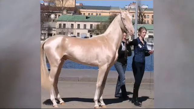 5 породистых лошадей?? смотреть онлайн