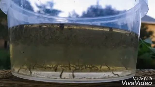 Личинки комаров, мотыль. смотреть онлайн