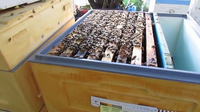 июнь на пасеке расширяю 12 рамочный улей на рутовскую рамку по принципу улья Кука смотреть онлайн