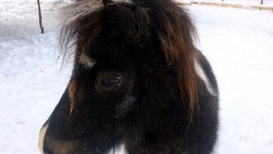 Январь 2023 Шетлендские пони русской зимой. Заездка в шину.